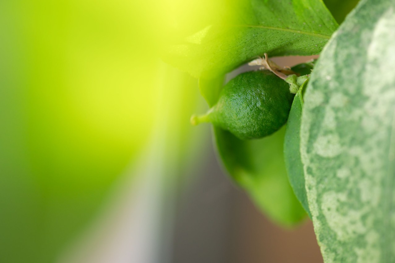 Lime Tree growing limes